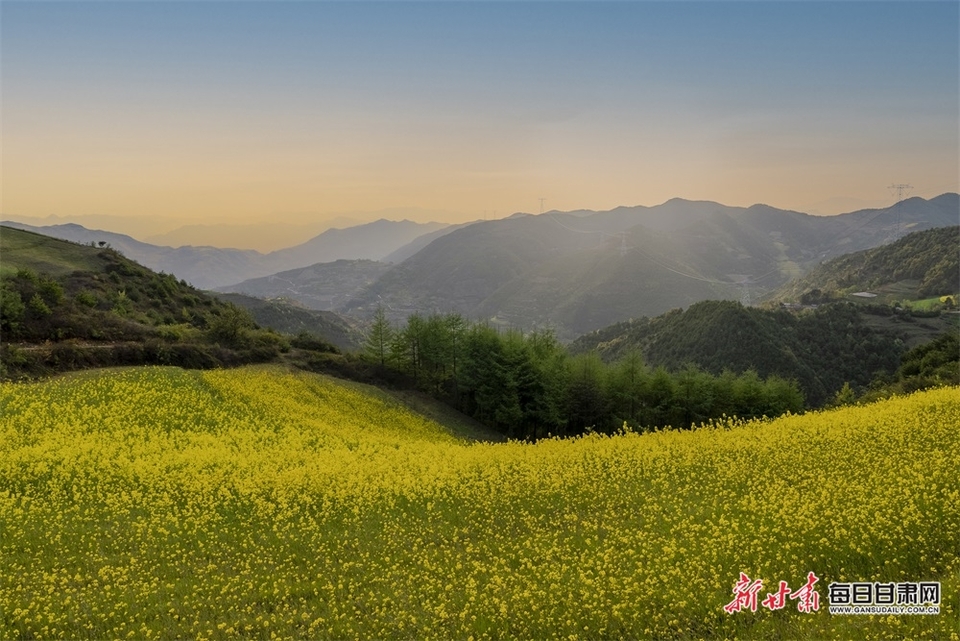 西和大桥镇：油菜花开满山香 田园风光醉春风