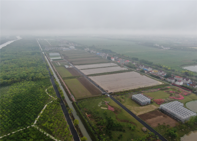 上海崇明种植“国庆稻”约3000亩 预计9月下旬新米上市