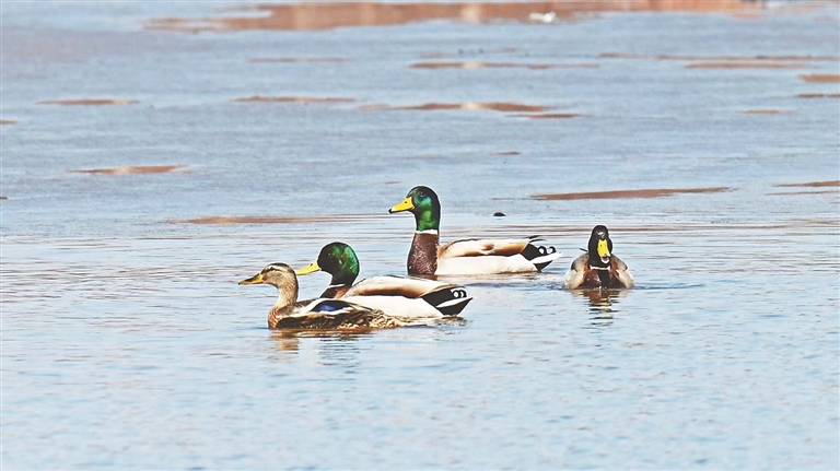 “稀客”！绿头鸭来林区啦