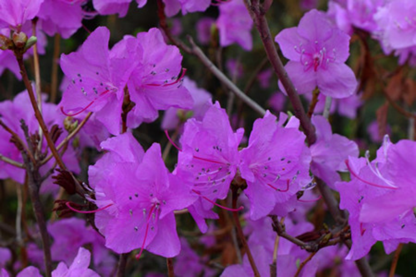 春日赏花图鉴｜这10种春季盛开的山花你都认识吗？