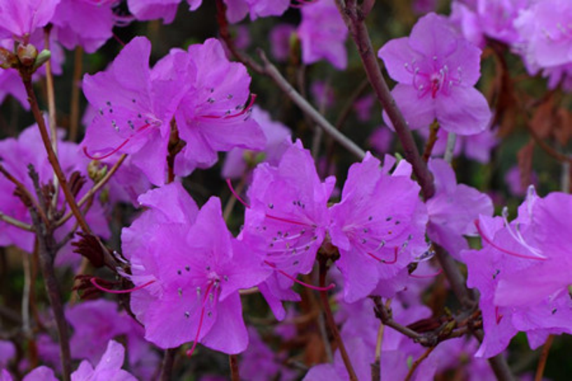 春日賞花圖鑒｜這10種春季盛開的山花你都認識嗎？