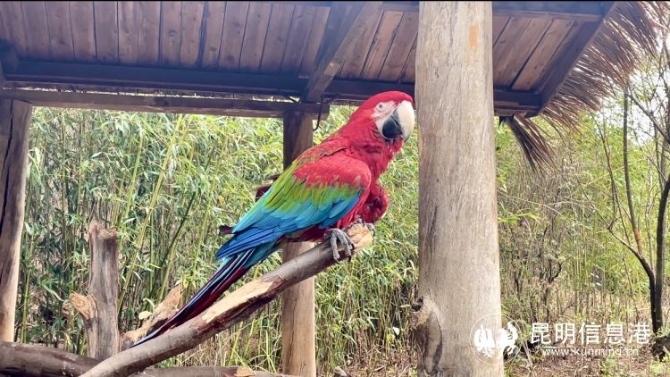 云南野生动物园带广大游客领略动物“上班”日常