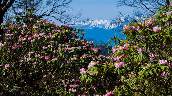 雅安石棉县——一座和雪山相望的城市_fororder_杜鹃-