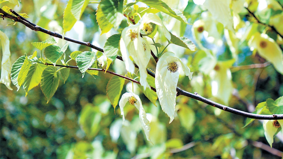 國家植物園“中國鴿子樹”飄逸綻放
