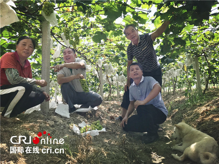 （有修改）【A】玉林市兴业县：引入葡萄新品种 铺设致富新路径