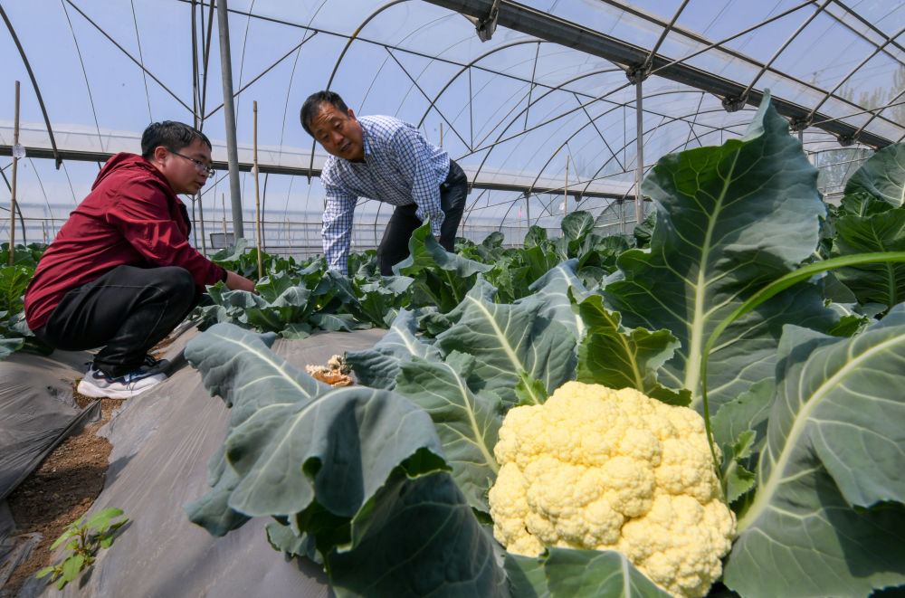 攥紧农业“芯片” 端牢中国饭碗
