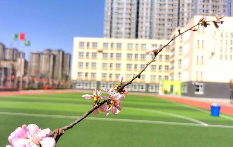 （原创）石家庄育新实验小学举行第五届种植节启动仪式_fororder_1