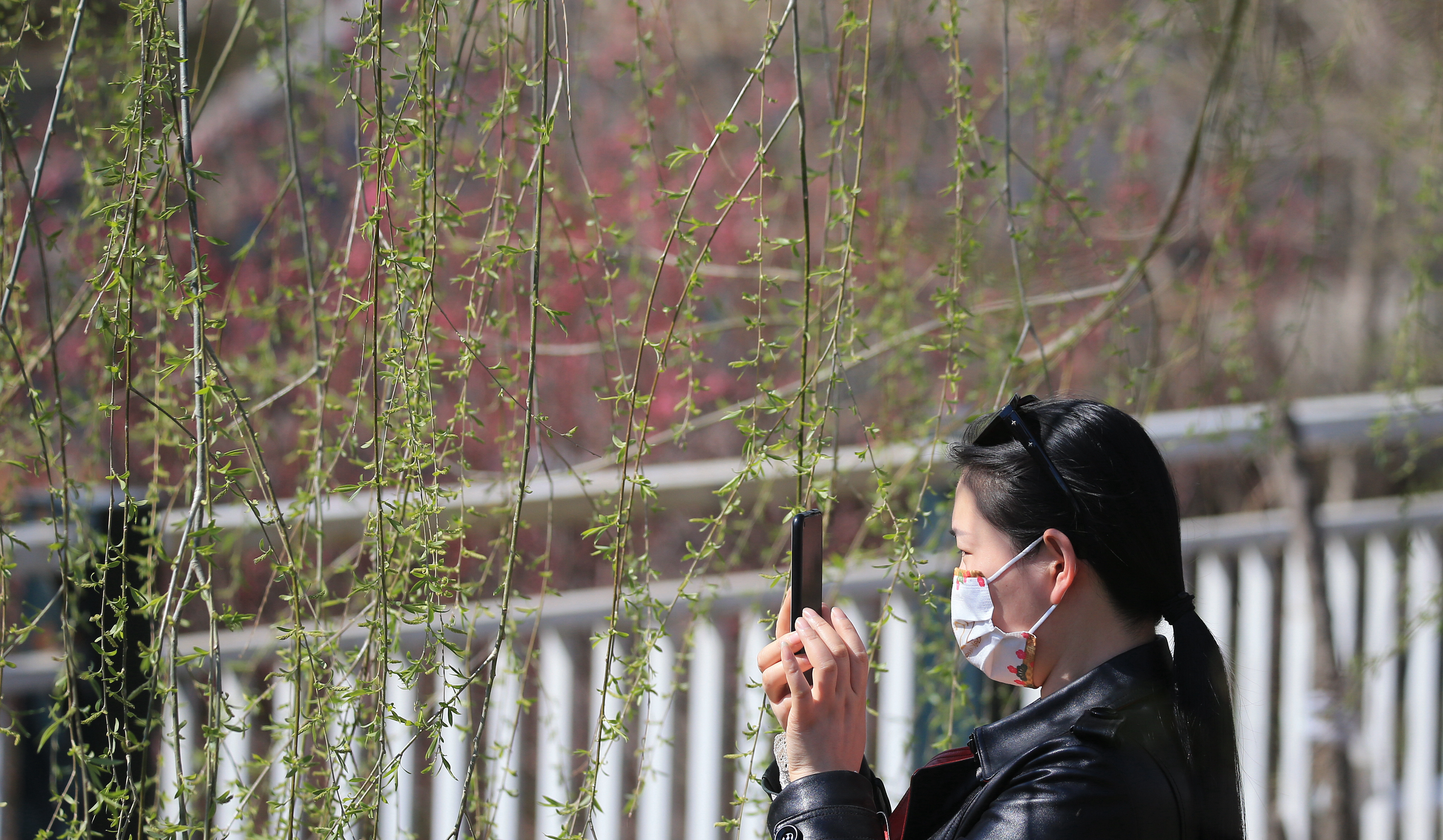 一夜春风 柳绿桃红