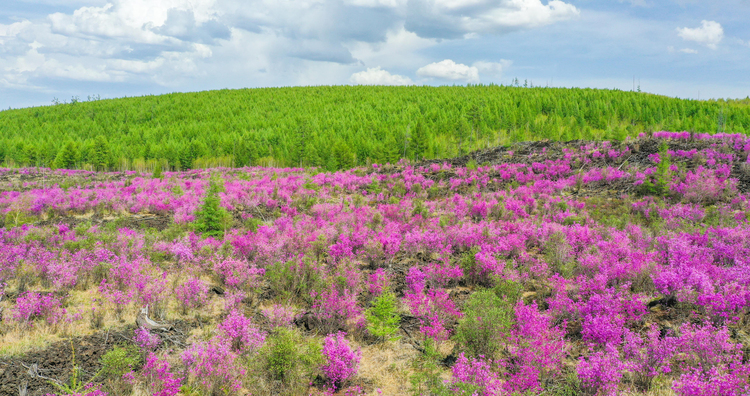阿爾山的春天：因為來得很慢，所以才更浪漫_fororder_2 (3)