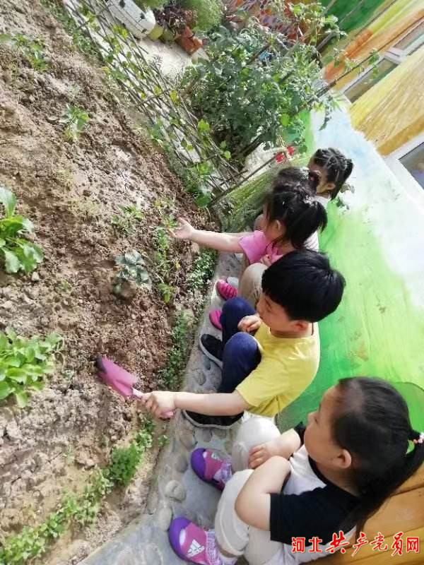 石家庄裕华区第一幼儿园：小小菜园 大大收获