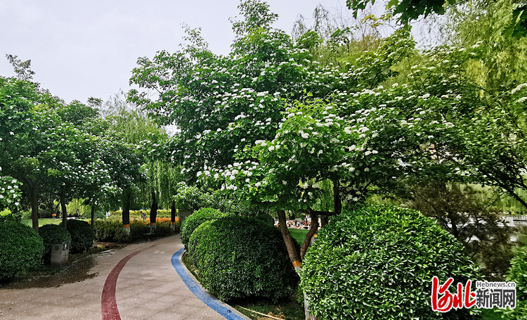 山楂花開了！快來石家莊元南公園賞花打卡