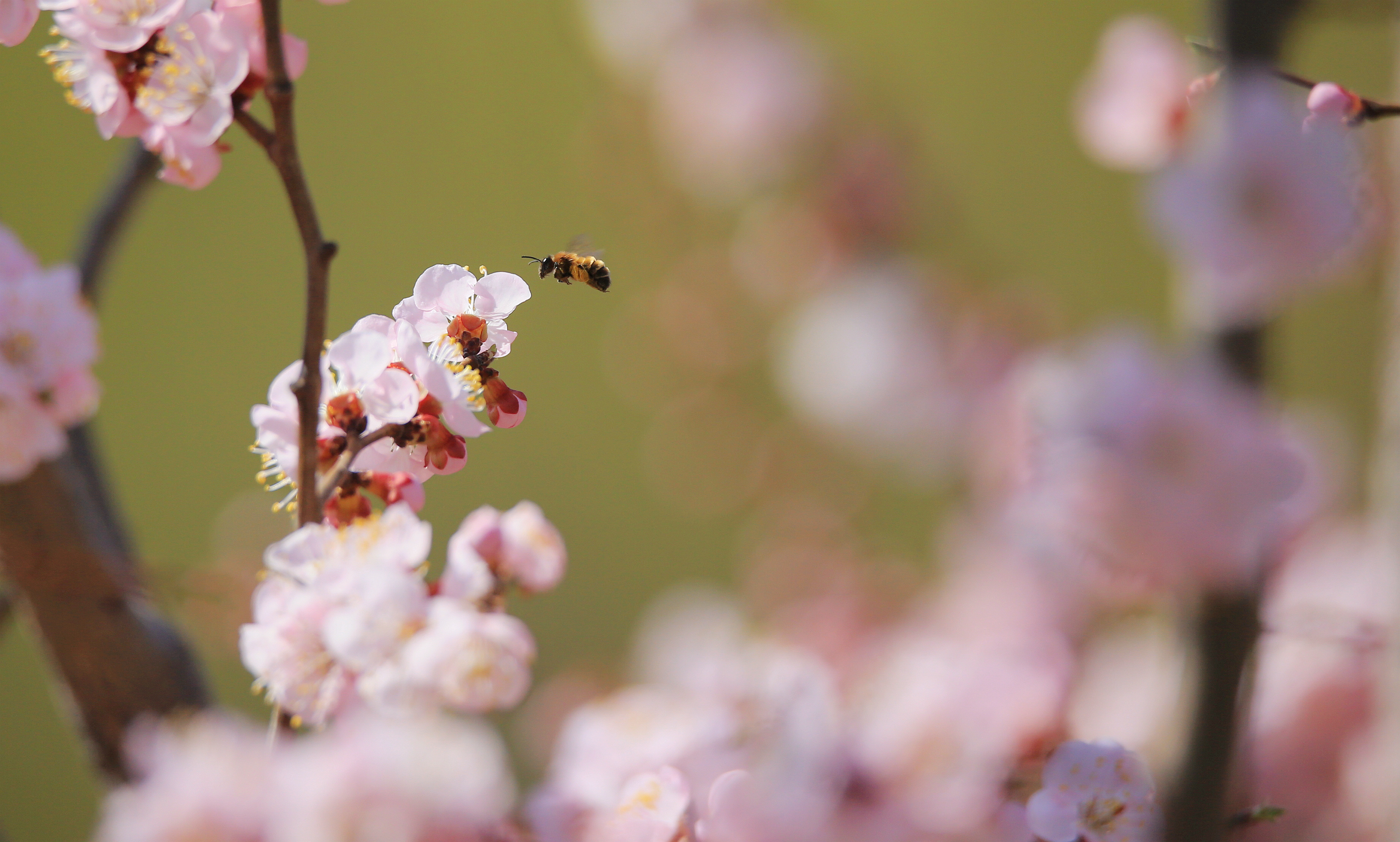 一夜春风 柳绿桃红