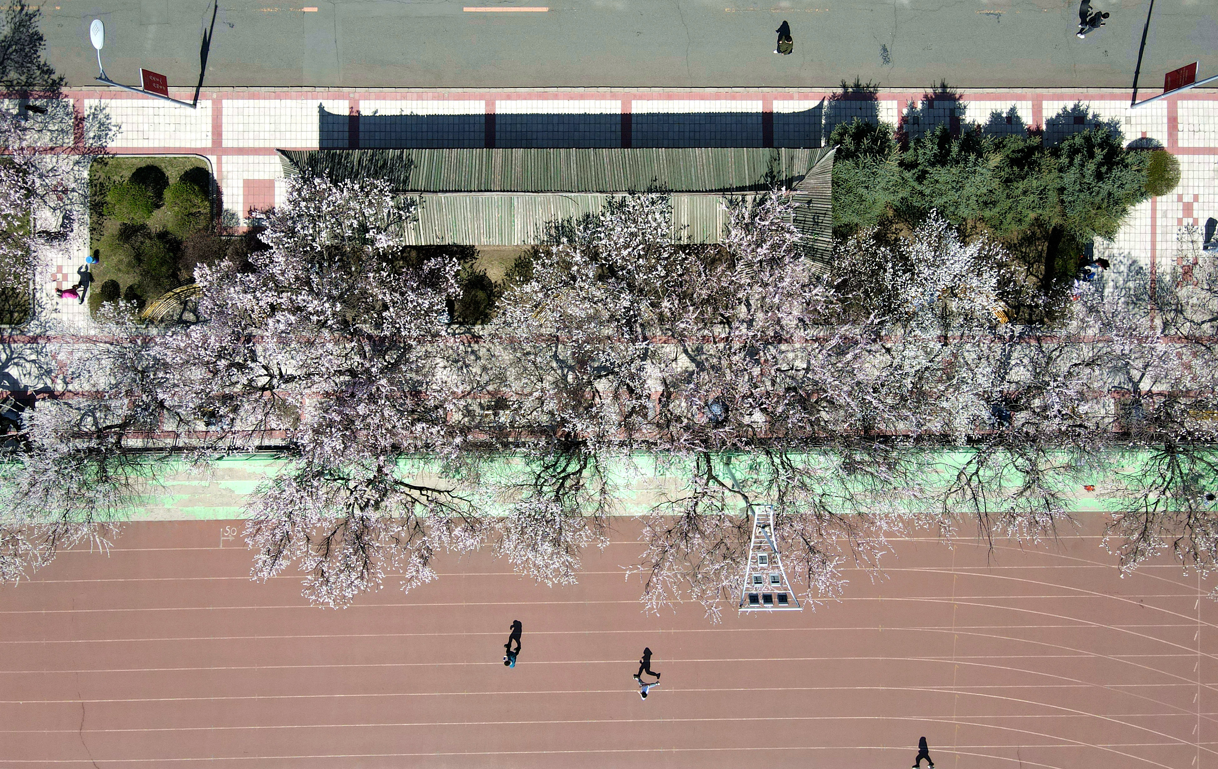 一夜春风 柳绿桃红