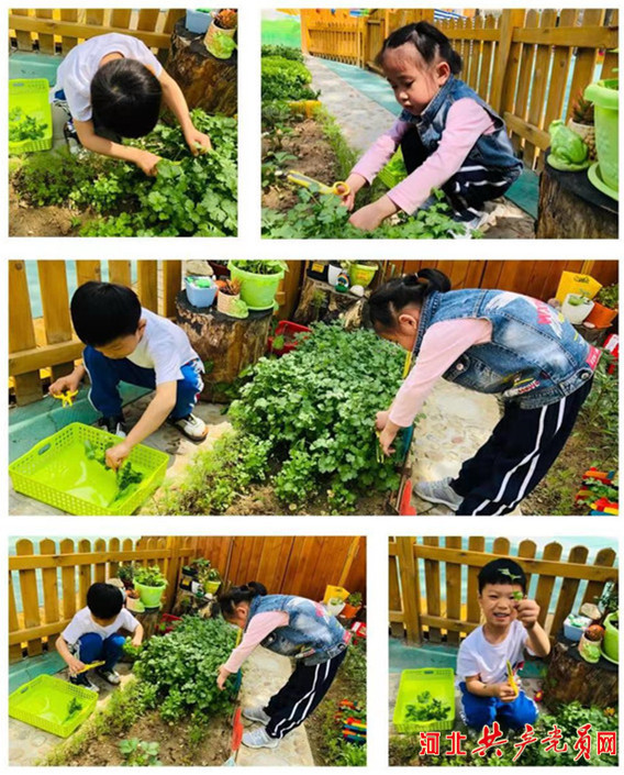 石家庄裕华区第一幼儿园：小小菜园 大大收获