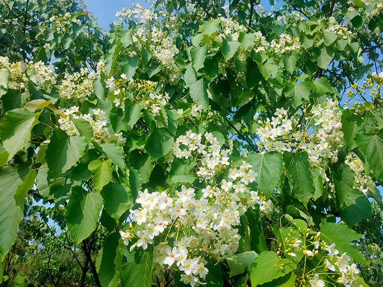 眉山仁寿：桐子花开 粉白若雪_fororder_桐花盛开-摄影-方秦（1）