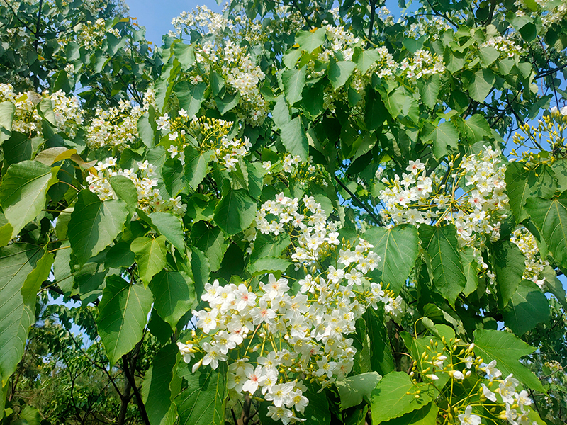 眉山仁寿：桐子花开 粉白若雪_fororder_桐花盛开-摄影-方秦（1）