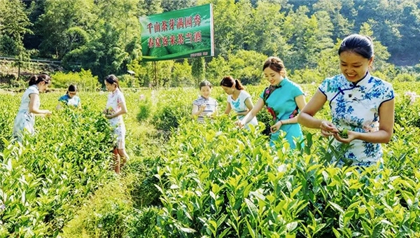 中国华融X本来生活 帮扶四川宣汉县茶产业升级