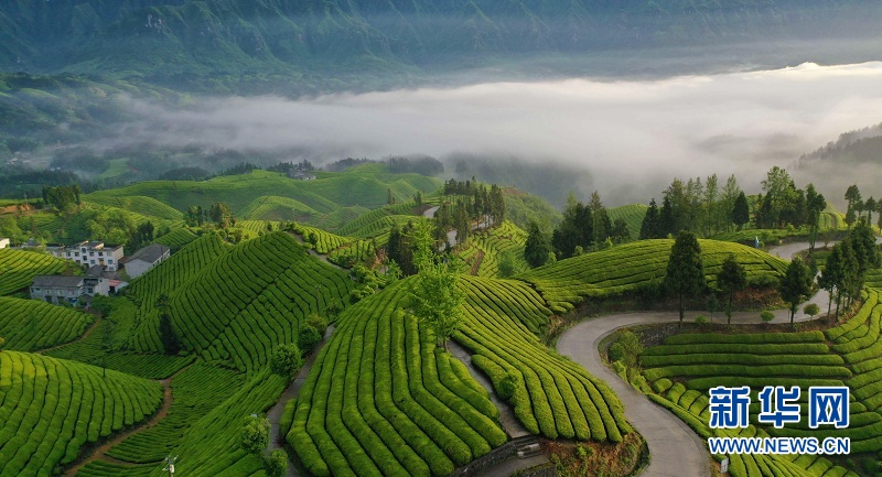 湖北鶴峰：茶山畫卷連天際