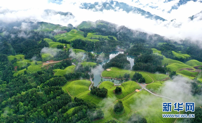 湖北鶴峰：茶山畫卷連天際