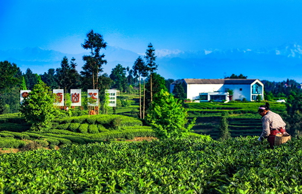 四个方面展魅力、八大措施促消费——“来雅‘森’呼吸·避暑纳清凉”主题活动在雅安市雨城区蒙顶山景区启动_fororder_蒙顶山茶园-供图-雅安市委宣传部