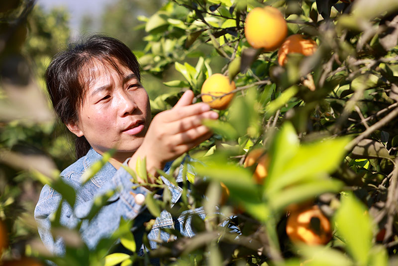 中国梦 劳动美｜李小孟：_fororder_李小孟检查柑橘挂果情况
