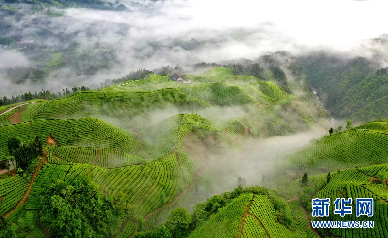 湖北鶴峰：茶山畫卷連天際