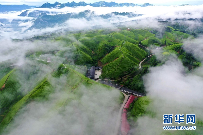 湖北鶴峰：茶山畫卷連天際