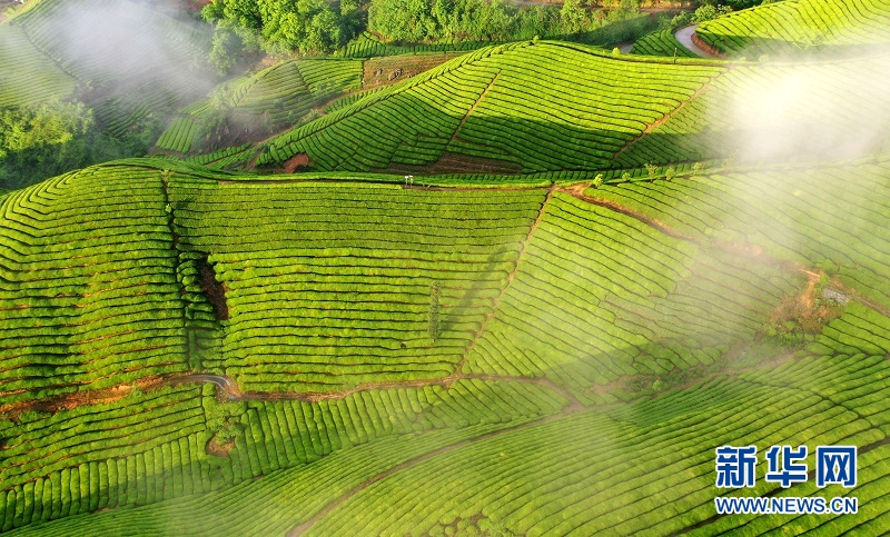 湖北鶴峰：茶山畫卷連天際