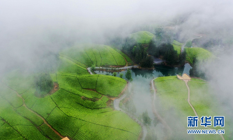 湖北鶴峰：茶山畫卷連天際