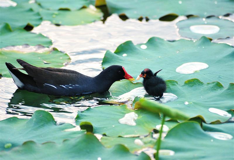 廣西南寧：4月草長鶯飛 南湖公園真熱鬧