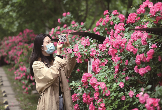 南京多处蔷薇花盛开 吸引游客前来赏花