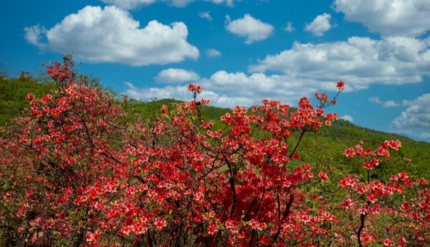 最是一年春好处遍野杜鹃花红透金龙山