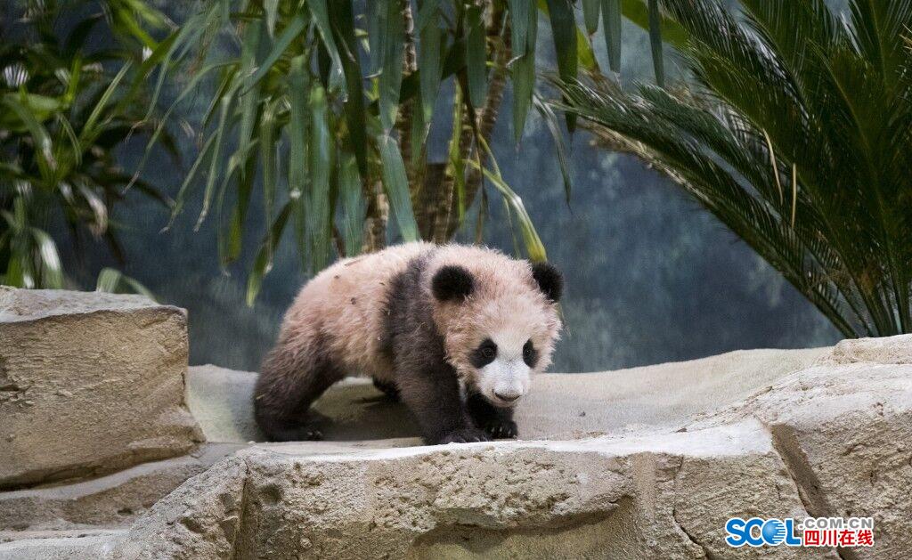 前方高能大熊猫圆梦萌图来袭不萌算我输组图