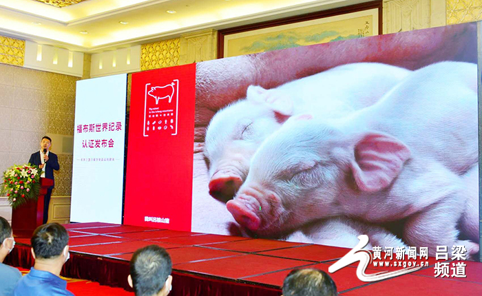 山西“吕粮山猪”肉中蛋白质含量创世界纪录