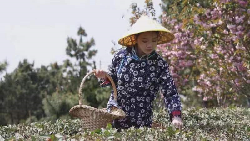 【原创】威海乳山：春茶开采产业兴_fororder_60648f3958959f99d67e7670def5fc5