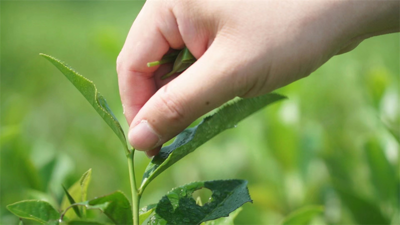 【原创】威海乳山：春茶开采产业兴_fororder_63cc64244c238debb0ea4a2e845a469