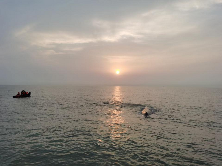 Xiangshan, Zhejiang: Stranded Sperm Whale Returns to Sea_fororder_图片8