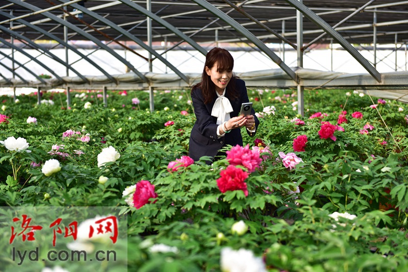 Livestreaming in Peony Greenhouse Popularizes Luoyang Peonies Nationwide_fororder_图片2