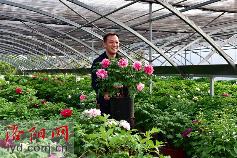 Livestreaming in Peony Greenhouse Popularizes Luoyang Peonies Nationwide_fororder_图片3