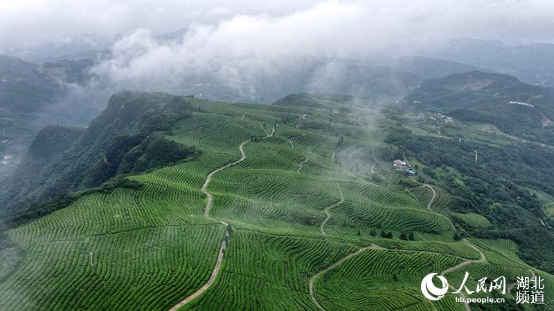 湖北宜都：高山茶園雲霧繚繞似仙境