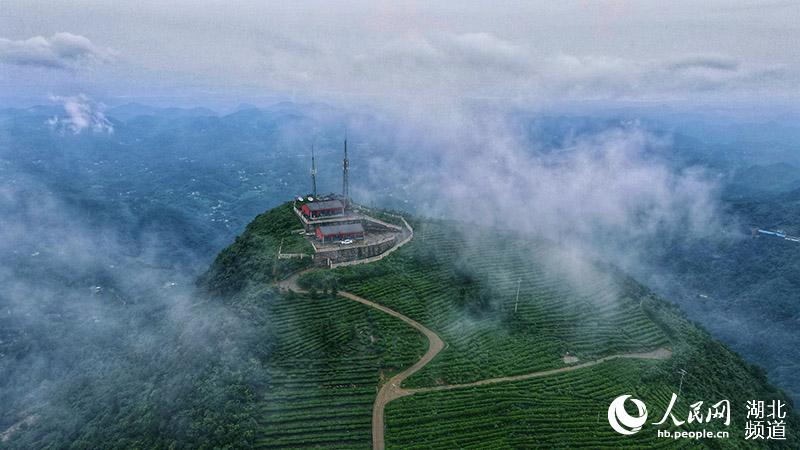 湖北宜都：高山茶園雲霧繚繞似仙境
