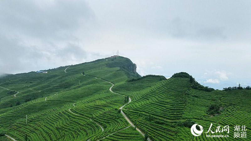 湖北宜都：高山茶園雲霧繚繞似仙境