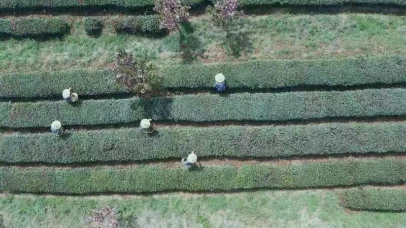 【原创】威海乳山：春茶开采产业兴_fororder_c3b78be3b5fad93899b80f38fa77e28