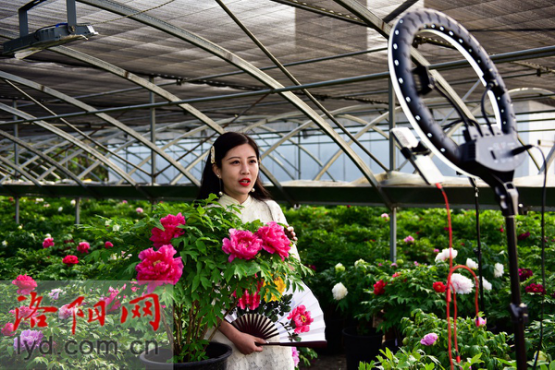 Livestreaming in Peony Greenhouse Popularizes Luoyang Peonies Nationwide_fororder_图片5