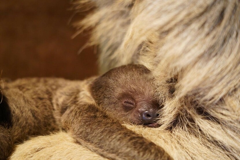 广州正佳广场“五一”活动精彩纷呈 引领广州微度假新风向_fororder_正佳雨林生态植物园将围绕近日出生的小树懒开展线下见面会等系列活动