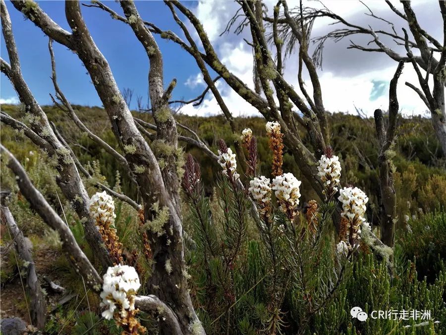 一次近乎鲁莽的攀爬非洲神山之旅