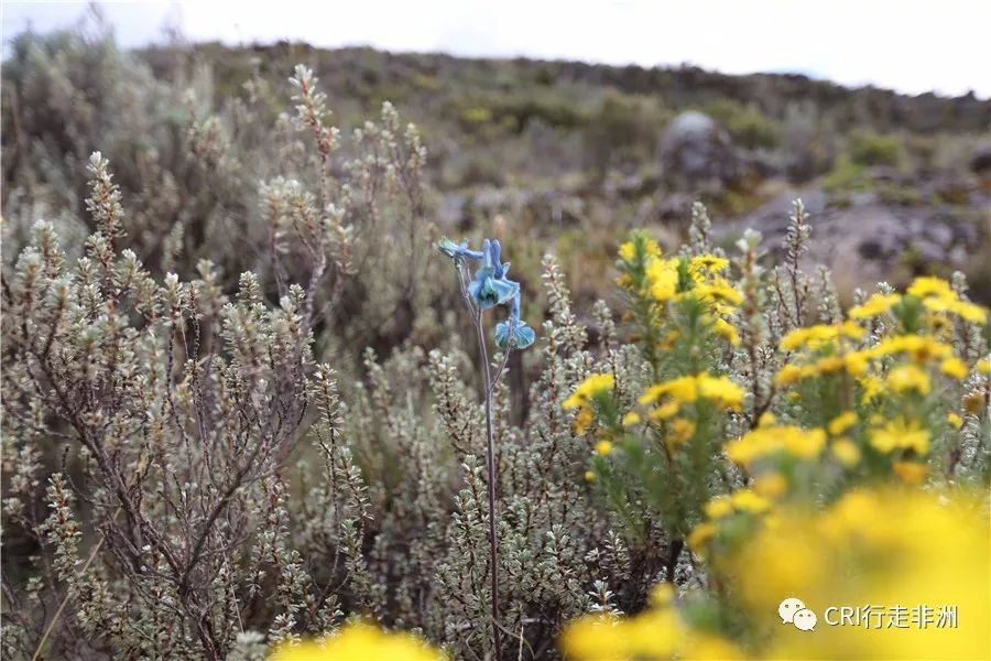 一次近乎鲁莽的攀爬非洲神山之旅