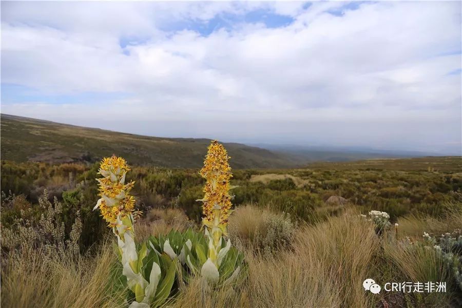 一次近乎鲁莽的攀爬非洲神山之旅