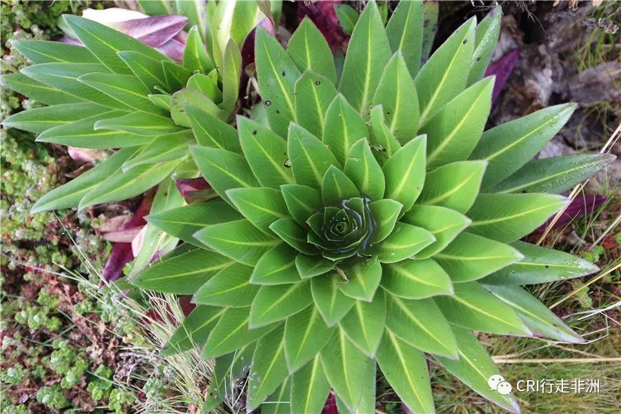 一次近乎鲁莽的攀爬非洲神山之旅