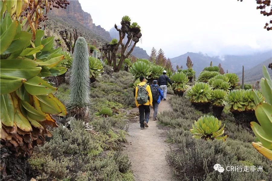 一次近乎鲁莽的攀爬非洲神山之旅